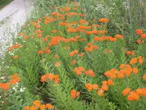 butterfly weed 5